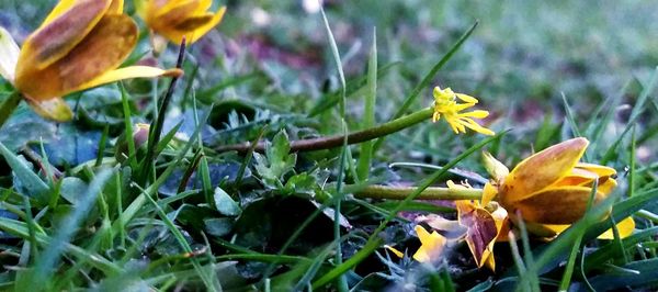 Close-up of yellow flower