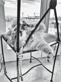 View of a dog on chair