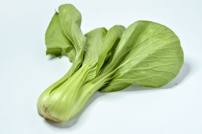 Close-up of green leaf against white background