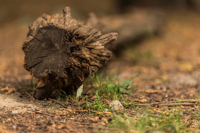 Close-up of dried plant on field