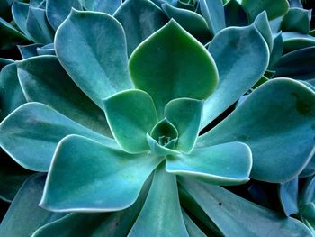 Full frame shot of succulent plant