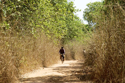 Rear view of man walking on road amidst trees