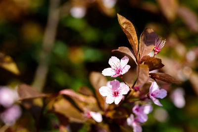 Close-up of fresh flowers on tree