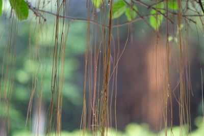 Close-up of bamboo plants