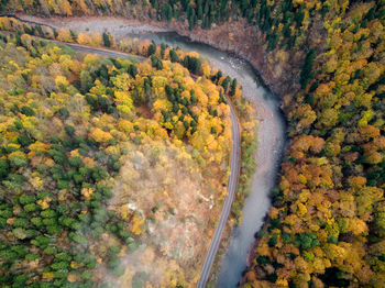 High angle view of stream amidst trees during autumn