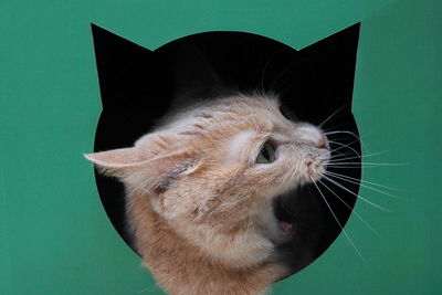 Close-up of a cat over green background