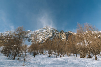 Trees on snow covered land against sky