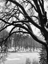 Close-up of tree against sky