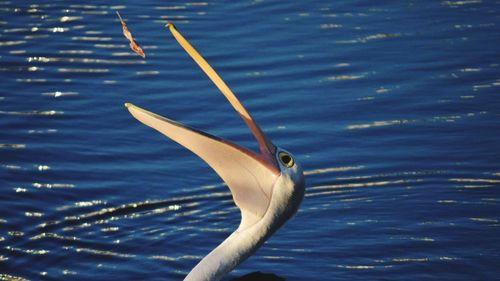 Close-up of pelican eating fish