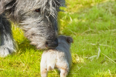The nose of a big dog that sniffs  little puppy. irish wolfhound meets. animals of different sizes. 