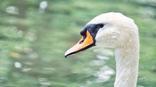 Close-up of swan in lake