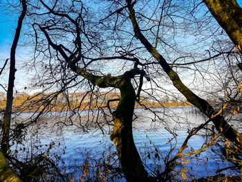 Low angle view of bare tree against sky