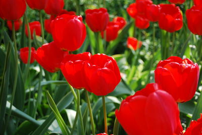 Red tulip bed