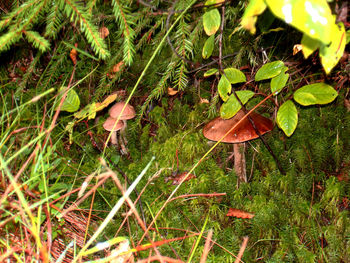 Close-up of plants growing on field