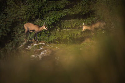 Wild chamois from ceahlau mountains, romania. wildlife photography.