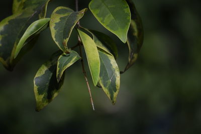 Close-up of fresh green leaves
