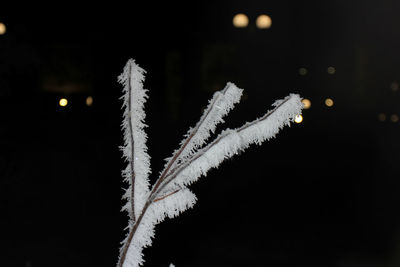 Close-up of frozen tree against sky at night