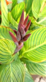 Close-up of flowering plant