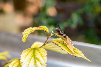 Close-up of insect on leaves