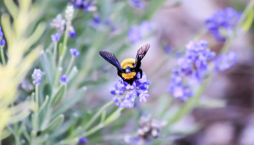 Close-up of insect on purple flower