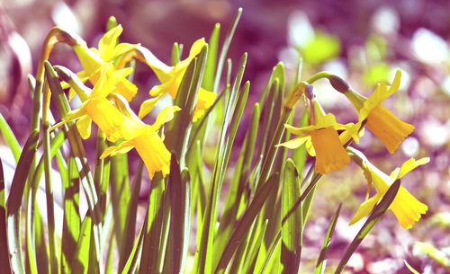 Close-up of yellow flowers