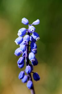 Close-up of purple flowering plant