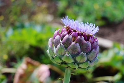 Close-up of purple flowering plant