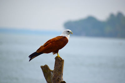 Bird perching on wooden post
