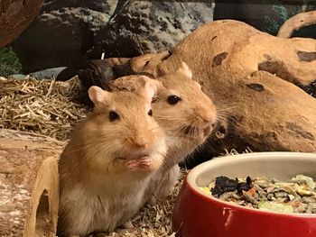 Close-up of sheep eating