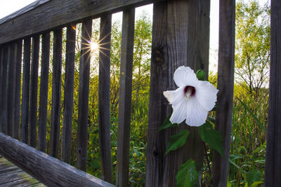 Close-up of white flower against trees
