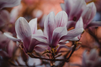 Close-up of pink flowering plant