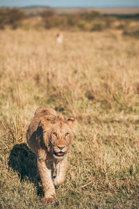 Cat in a field