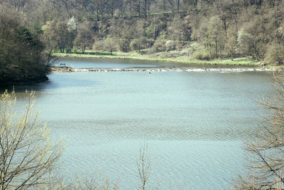 Scenic view of lake in forest