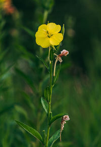 Close-up of yellow flowering plant