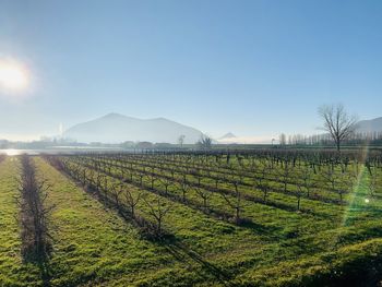 View of vineyard against clear sky