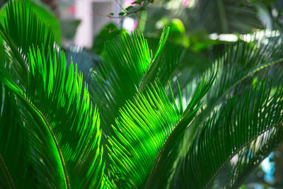 Large tropical leaves are brightly backlit with dark contrasting shadows. summer background