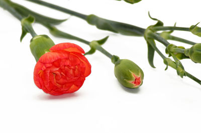 Close-up of red roses against white background