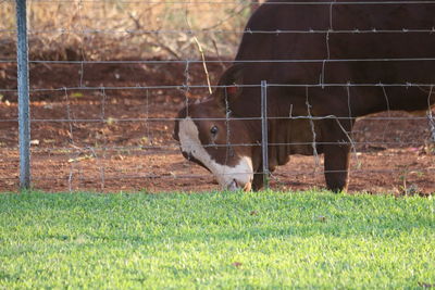 View of horse grazing in field