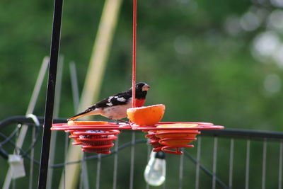 Close-up of bird perching on a feeder