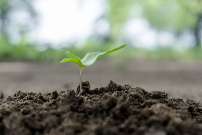 Close-up of small plant