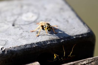 Close-up of insect