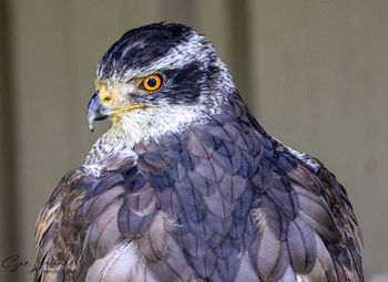 Close-up of a bird looking away
