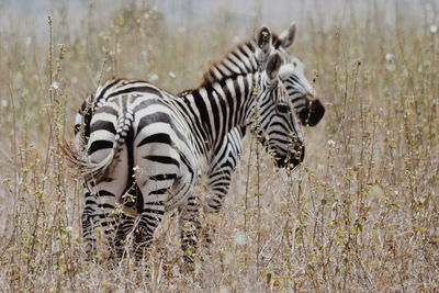 Two zebras in the grassland savanna field