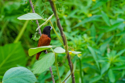 Close-up of bird perching on plant