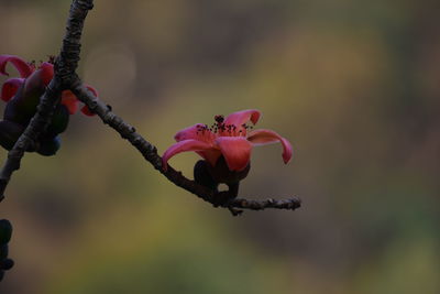 Close-up of pink flowers against blurred background