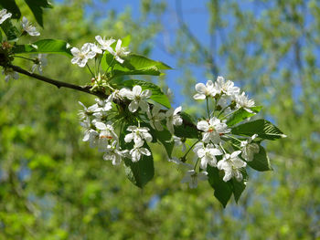 Close-up of white cherry blossoms in spring