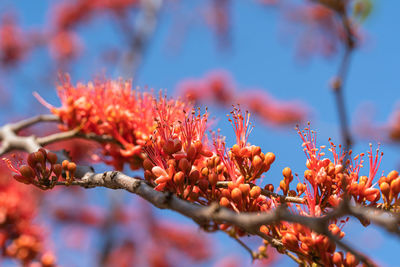 Low angle view of red flowering plant