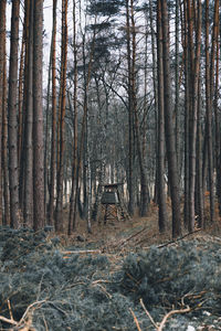 Bare trees in forest
