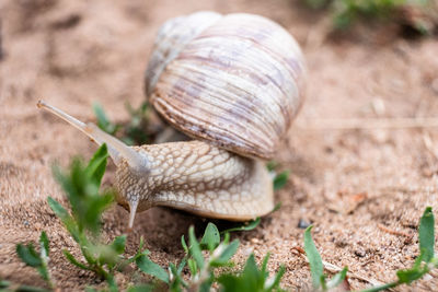 Close-up of snail on land