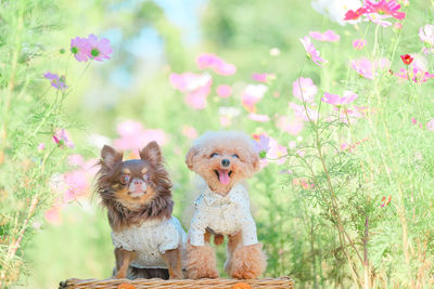 Two chihuahua pet dogs with outfits in the flower garden